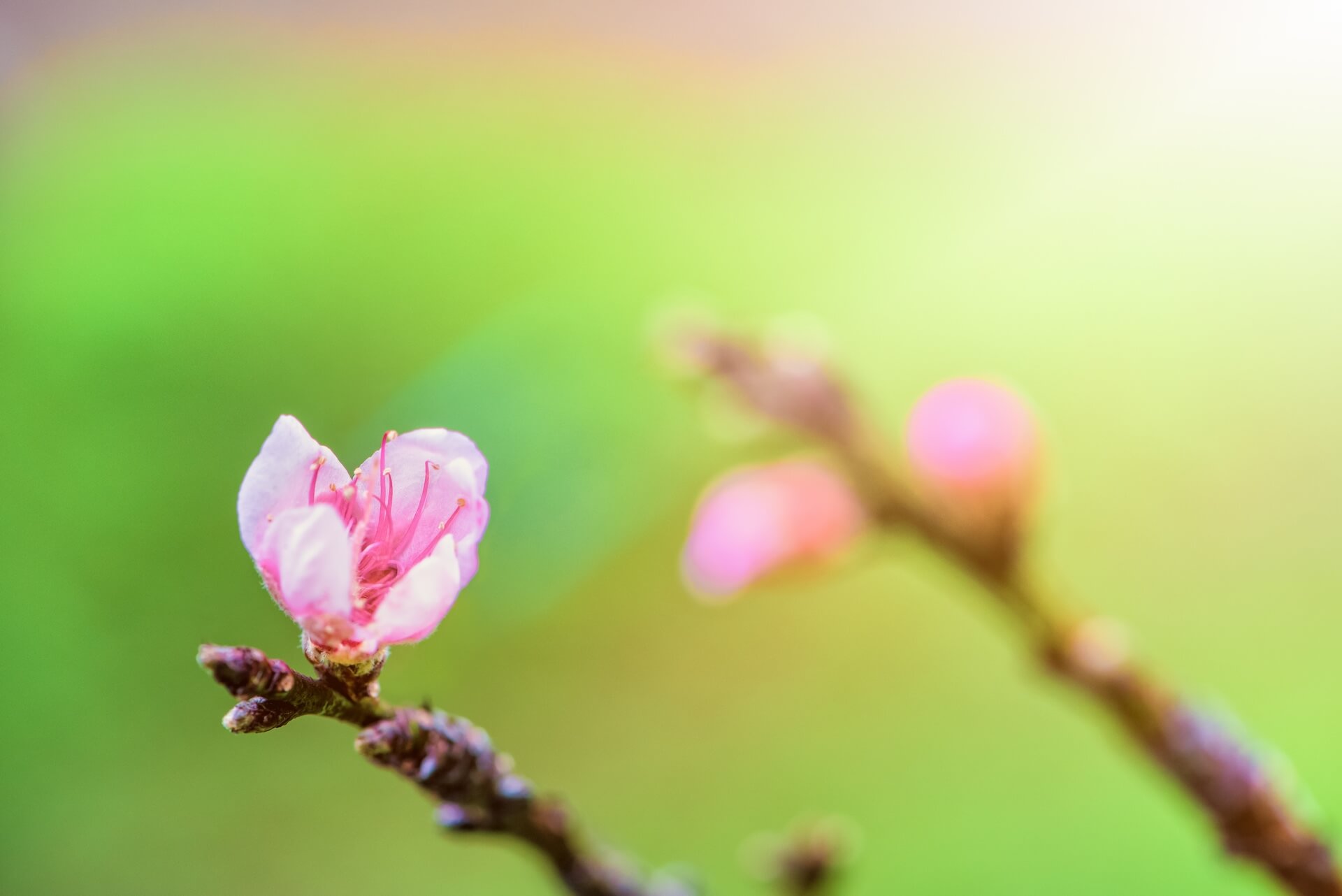 Flower tutele